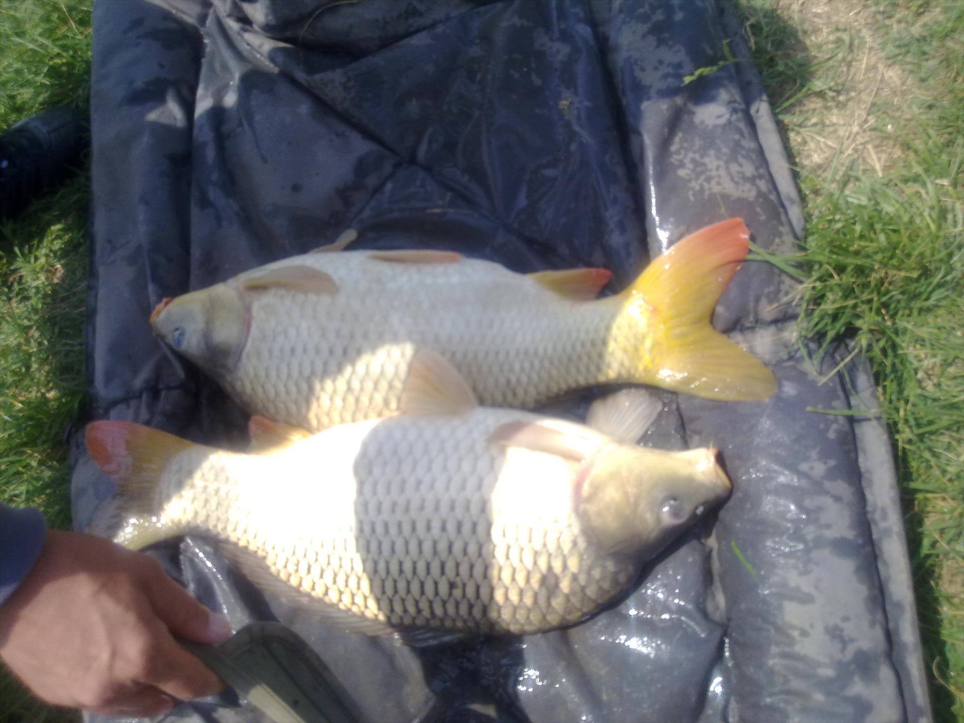 PESCUIT - 14052012750.jpg